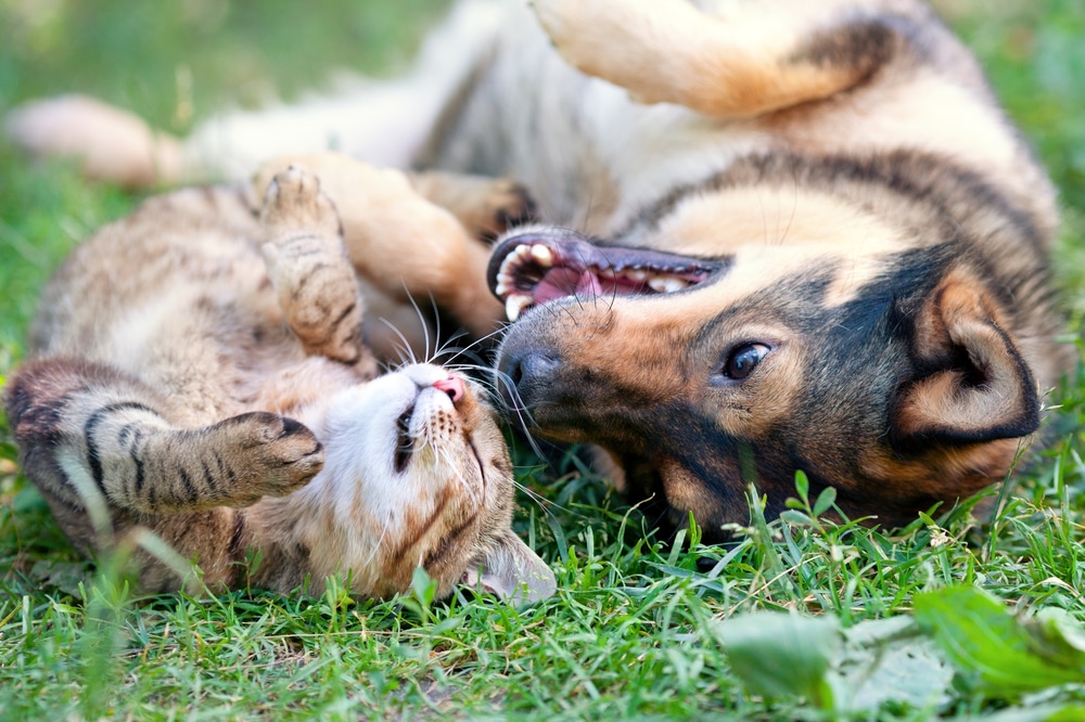 Kräuter & Ernährungsberatung für Hunde und Katzen