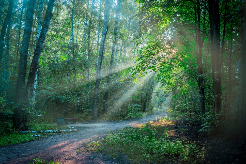 Waldbaden & Wildkräuterkunde